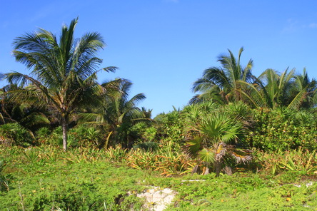 20150109_575 MX, QR, Tulum, National-Park.JPG